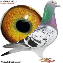 Pl-0256-23-8711. Samiec