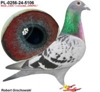 Pl-0256-24-5106. Samiec