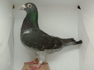 PL-0257-14-7760 - Van Wanroy (lina Black Giant) x Jansen