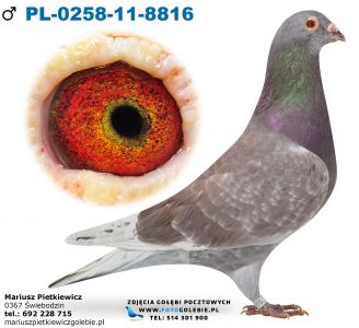 Pl-0258-11r.-8816-Org. Ponderosa-wnuk ,,Juweliera