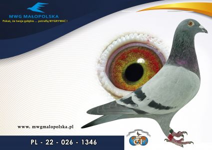 PL 026 22 1346 – org. Wyrwont Józef (Wyrwont – gołębie) - 6 AS _Gołąb / 4m – Finał 430km / 12m wyścig nr 3 / 43m wyścig nr 4 / (prawdopodobnie samczyk)