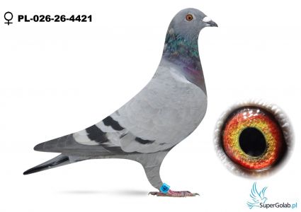 PL-026-26-4421 Iwański Tomasz - Wyrwont Józef