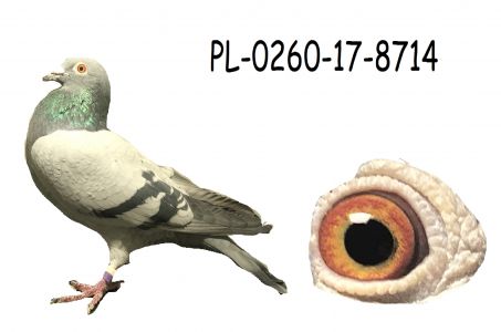 PL-0260-17-8714