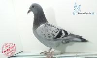 PL-0260-20-3201