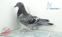 PL-0260-20-3202
