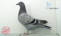 PL-0260-20-3208