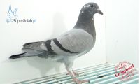 PL-0260-20-3210