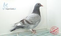PL-0260-20-3212