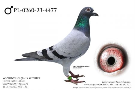 PL-0260-23-4477: Zawadzki - Urbanska
