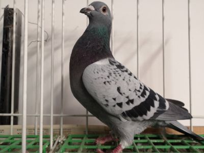 PL-0262-15-668- oryg. Jerzy Koźlik