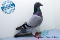 PL-0262-17-11780