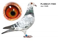 PL-0262-21-11643 org. J. Kożlik