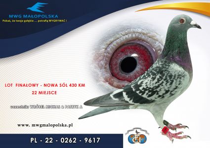 PL 0262 22 9617 – org. Wróbel Michał i Patryk - 30 AS _Gołąb na 1500 przyjętych gołębi - 23m – Finał 430km!!! 131 - wyścig 580km!!! (prawdopodobnie samiczka)
