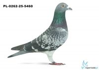 PL-0262-25-5460 2. OKRĘG OPOLE 