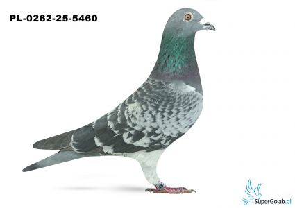 PL-0262-25-5460 2. OKRĘG OPOLE 