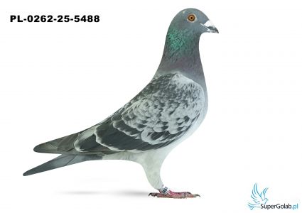 PL-0262-25-5488 2. OKRĘG OPOLE