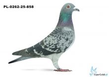 PL-0262-25-858 2. OKRĘG OPOLE 