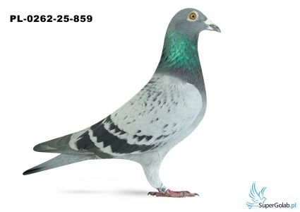 PL-0262-25-859 2. OKRĘG OPOLE