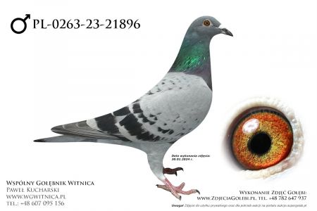 PL-0263-23-21896: Nowak Eugeniusz, 19. Lotnik, m in 15m, 17m, 31m