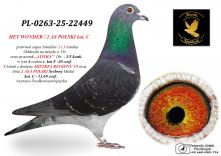 PL-0263-25-22449 inbred HET WONDER / prawnuk 1 i 3 lotnika Oddziału