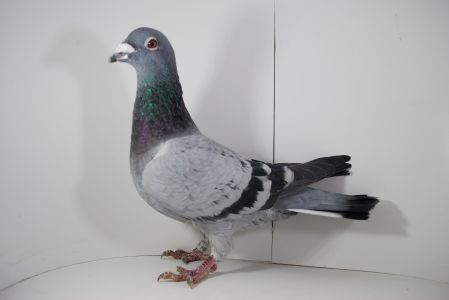 PL-0264-15-3388 Org. Marek Trzaska