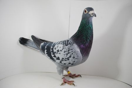 PL-0264-15-3508 Org. Marek Trzaska