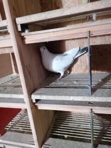 PL-0264-17-3962  Marek Trzaska- ofiarodawca Andrzej Labuda