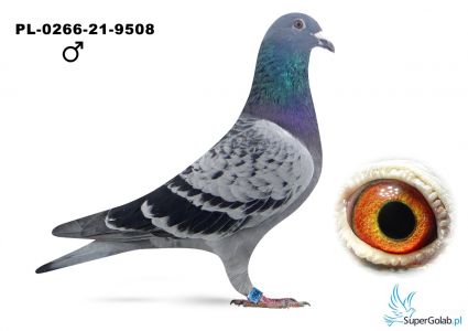 PL 0266 21 9508   Pielesiak Leszek - Mistrz Polski kat A - 2021