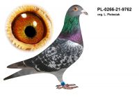 PL-0266-21-9762 org. L. PIELESIAK - Mistrz POLSKI w Kategorii