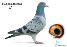 PL-0266-25-2584  PIELESIAK