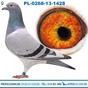 PL-0268-13-1428- org Kostorz Żółkiewicz