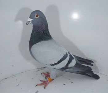 PL-0268-14-5177 Org.Kostorz-Żółkiewicz 