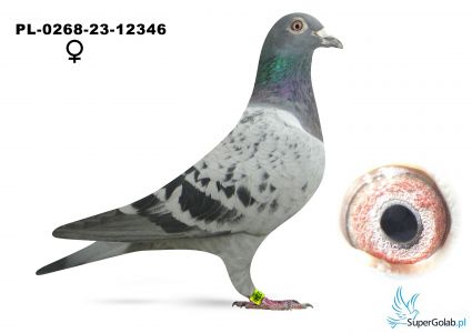 PL-0268-23-12346
