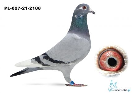 PL-027-21-2188 Kawaler Krzysztof