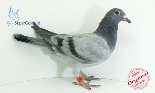 PL-027-22-8121 - Krzysztof Kawaler