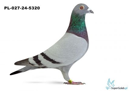 PL-027-24-5320 - Krzysztof Kawaler