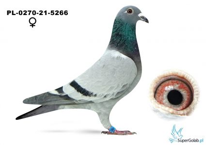 PL-0270-21-5266 Maślanka R.