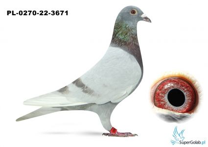 PL-0270-22-3671 Łapacz Marcin-24 gołąb z półfinału 320 km