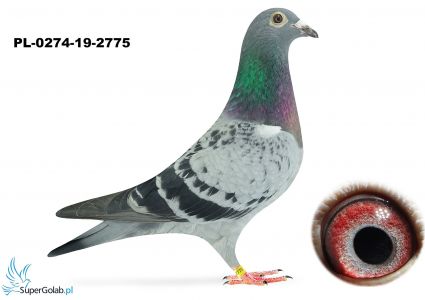 PL-0274-19-2775