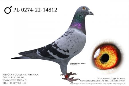 PL-0274-22-14812: Aluwoliery Team, min 12m z FINAŁU Gołąb z hodowli: Aluwoliery Team