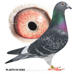 PL-0275-19-15363-SAMIEC Z LIKWIDACJI HODOWLI