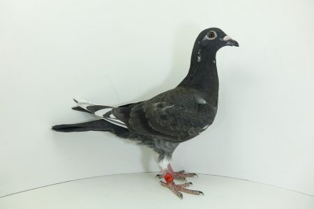 PL-0275 - 22 - 16674 - Zdzisław Sobociński