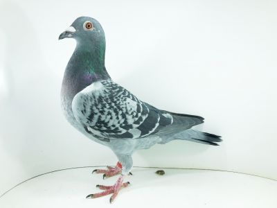 PL 0275 22 7739 – org. Baran Marcin – Roman Jaguś - / 62m – SuperCup 580km / (prawdopodobnie samiczka)