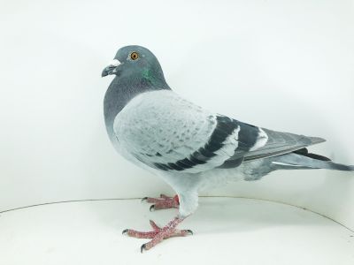 PL 0275 22 791 – org. Piszczała Waldear -/ 56m – SuperCup 580km / 18m wyścig nr 3 /  / (prawdopodobnie samczyk)