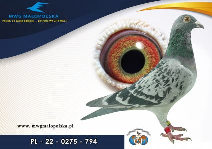 PL 0275 22 794 – org. Piszczała Waldemar  / 50m – Finał 430km / 123m SUPERCUP 580km / 24 AS _Gołąbm / (prawdopodobnie samczyk)