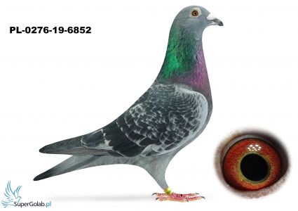 PL-0276-19-6852