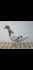 PL-0276-26-693
