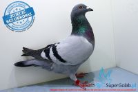 PL-0278-17-5109