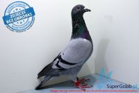 PL-0278-17-5122