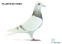 PL-0278-25-10383 17. OKRĘG PŁOCK